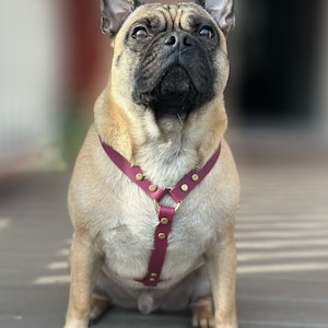 Puede incluir: Un bulldog franc&eacute;s marr&oacute;n y negro con un arn&eacute;s de cuero burdeos con detalles dorados. El perro est&aacute; mirando hacia arriba. El arn&eacute;s tiene correas ajustables y un dise&ntilde;o cl&aacute;sico.