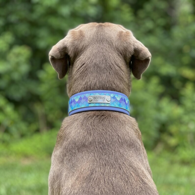 May include: A light blue dog collar featuring a repeating scale pattern in shades of blue, purple, and teal. The collar includes a rectangular silver metal identification tag centered on the back, engraved with the name BEITRIS in black text.