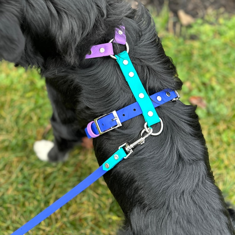 Puede incluir: Un colorido juego de arn&eacute;s y correa para perros. El arn&eacute;s presenta correas moradas, turquesas y azules con herrajes plateados. La correa es azul a juego. El arn&eacute;s est&aacute; sobre un perro negro.