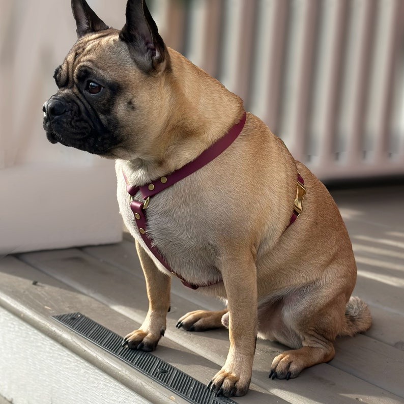 Puede incluir: Un bulldog franc&eacute;s de color canela con un arn&eacute;s de cuero burdeos con herrajes dorados. El perro est&aacute; sentado en una terraza de madera, mirando hacia la izquierda. El arn&eacute;s tiene un dise&ntilde;o sencillo con costuras visibles.