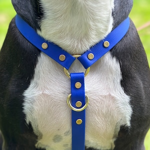 Puede incluir: Un arn&eacute;s para perros azul real con herrajes met&aacute;licos dorados. El arn&eacute;s presenta un dise&ntilde;o en forma de Y con una correa para el cuello y una correa para el pecho, conectadas por una correa vertical con un anillo en D. El arn&eacute;s se asegura con remaches dorados.