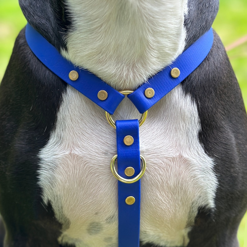 Puede incluir: Un arn&eacute;s para perros azul real con herrajes met&aacute;licos dorados. El arn&eacute;s presenta un dise&ntilde;o en forma de Y con una correa para el cuello y una correa para el pecho, conectadas por una correa vertical con un anillo en D. El arn&eacute;s se asegura con remaches dorados.