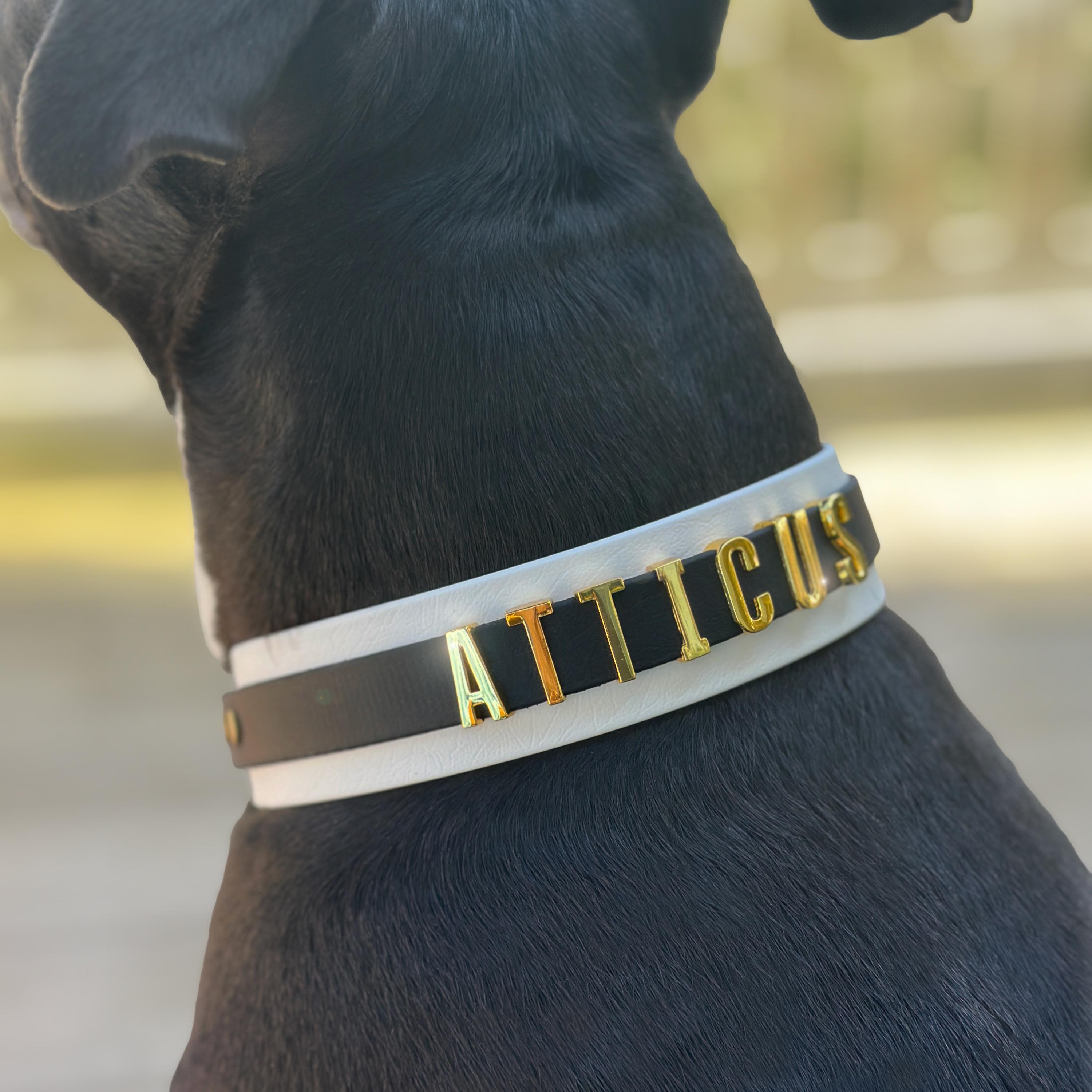 Custom Name Dog Collar, Waterproof Biothane With Buckle - Main Image