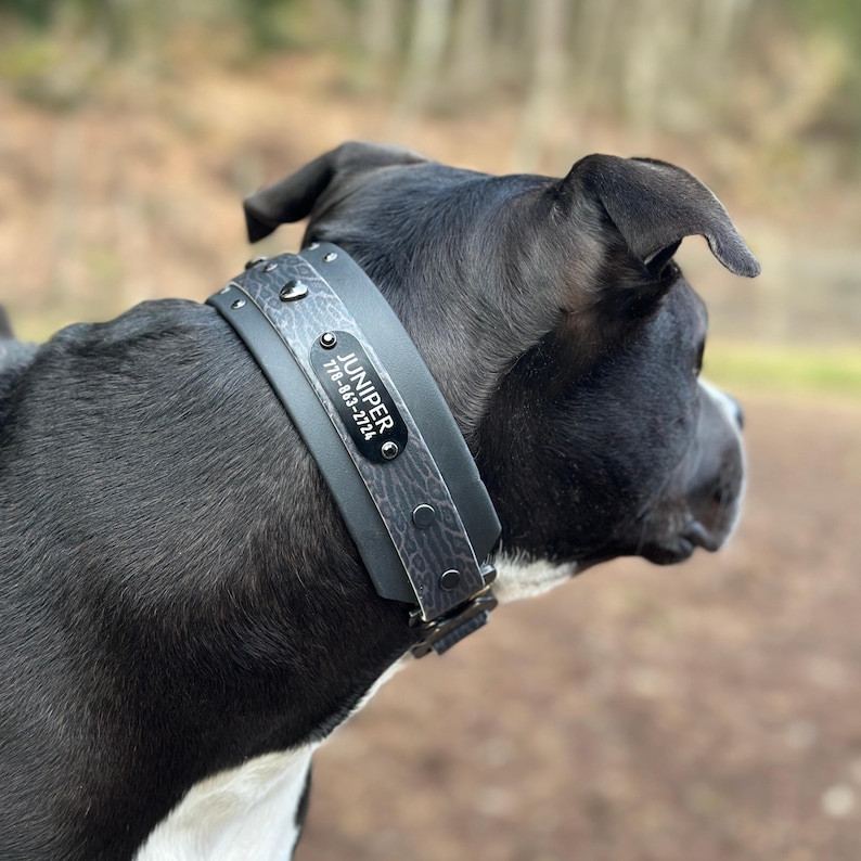 Puede incluir: Un collar ancho para perro de color gris oscuro con un sutil patr&oacute;n texturizado en negro, tachuelas met&aacute;licas plateadas y una placa de identificaci&oacute;n rectangular negra grabada con el nombre JUNIPER y el n&uacute;mero 778-863-2724 en letras blancas.