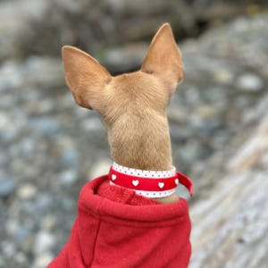 May include: A small tan dog with pointed ears wearing a bright red hooded sweatshirt and a white collar featuring a red band with small white heart patterns and a red trim, viewed from behind against a blurred outdoor background.