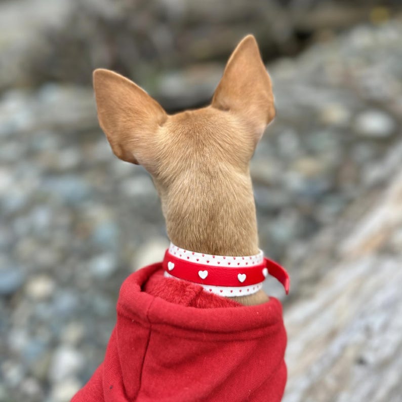 May include: A small tan dog with pointed ears wearing a bright red hooded sweatshirt and a white collar featuring a red band with small white heart patterns and a red trim, viewed from behind against a blurred outdoor background.