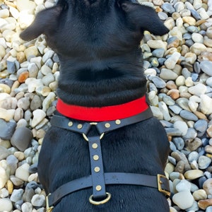 Puede incluir: Un perro negro con un arn&eacute;s de cuero negro con herrajes dorados y un collar rojo. El arn&eacute;s tiene una correa vertical con remaches decorativos y una anilla en D para sujetar la correa. El perro est&aacute; sentado sobre un lecho de guijarros.