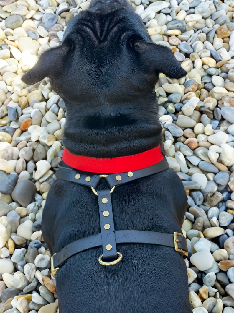 Puede incluir: Un perro negro con un arn&eacute;s de cuero negro con herrajes dorados y un collar rojo. El arn&eacute;s tiene una correa vertical con remaches decorativos y una anilla en D para sujetar la correa. El perro est&aacute; sentado sobre un lecho de guijarros.