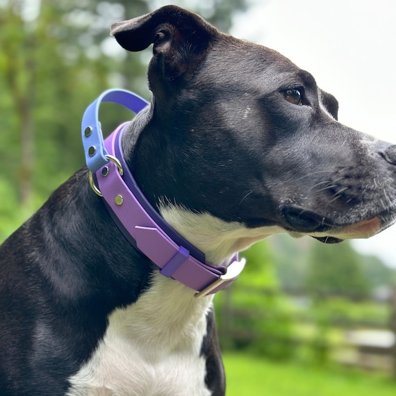 Reflektierendes Hundehalsband – Strapazierfähig Mit Kontrollgriff, Metallschnalle & ID-Panel (Lila, Groß)