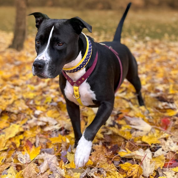 Custom No-pull Dog Harness, Waterproof Biothane, Adjustable Buckle, Quick Release