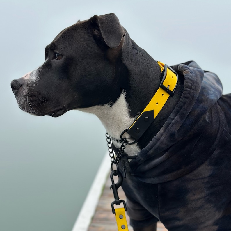May include: A black and white dog wearing a yellow and black collar and leash. The dog is also wearing a dark gray hoodie. The collar and leash have black metal hardware. The dog is looking to the left, with a blurred background.