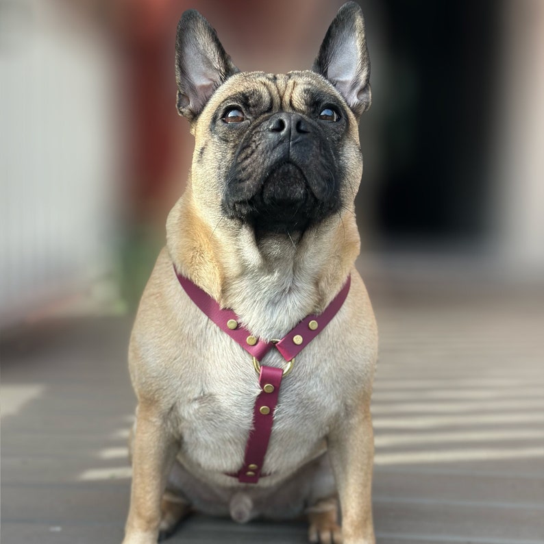 Puede incluir: Un bulldog franc&eacute;s marr&oacute;n y negro con un arn&eacute;s de cuero burdeos con detalles dorados. El perro est&aacute; mirando hacia arriba. El arn&eacute;s tiene correas ajustables y un dise&ntilde;o cl&aacute;sico.