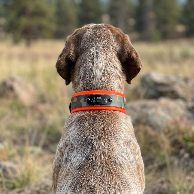 Puede incluir: Un collar para perro con estampado de camuflaje y bordes de color naranja brillante. Una placa de identificaci&oacute;n de metal negro est&aacute; fijada en el centro, grabada con el nombre STURGILL y un n&uacute;mero de tel&eacute;fono que empieza por 412.