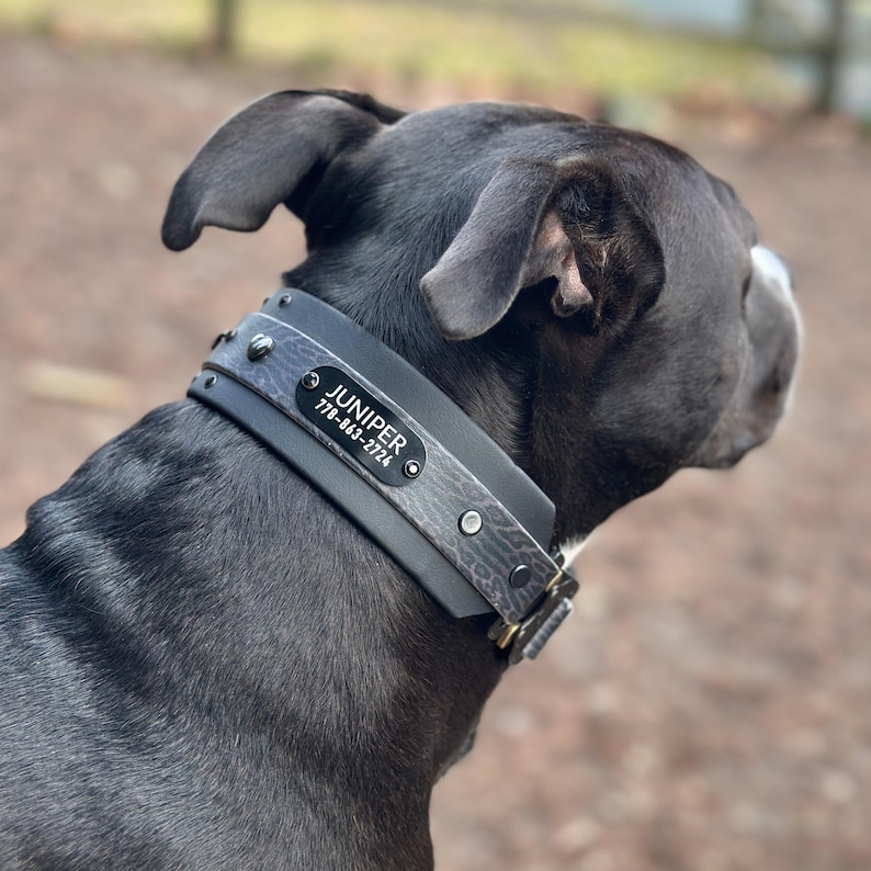 May include: A black dog wearing a black biothane dog collar with a silver name tag that reads 'JUNIPER 778-863-2725'.