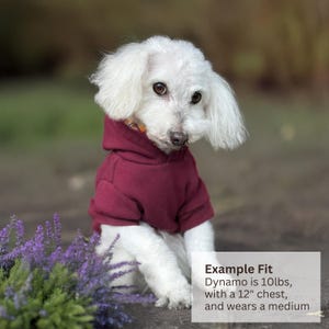 May include: A small white dog wearing a solid maroon hooded sweatshirt. A white text box on the image reads: Example Fit, Dynamo is 10lbs, with a 12" chest, and wears a medium. The dog has long white fur and dark eyes, with a plaid collar visible.