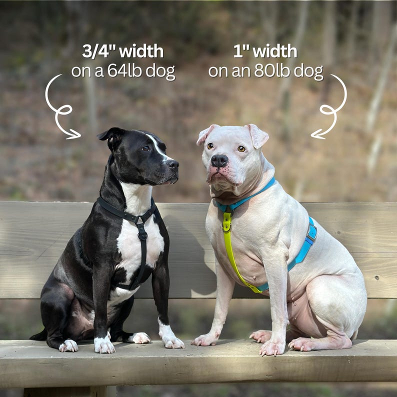 Puede incluir: Dos perros, uno blanco y negro, el otro blanco, sentados uno al lado del otro en un banco de madera. El perro negro lleva un arn&eacute;s negro, y el perro blanco lleva un arn&eacute;s azul y amarillo. Texto que indica anchos de arn&eacute;s de 1,9 cm y 2,5 cm.
