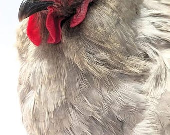 Chicken Crop Support Bra