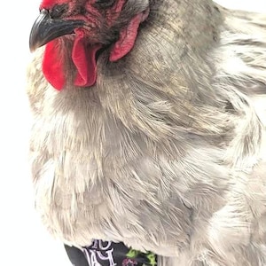 May include: A grey chicken with a bright red comb and wattle, wearing a black fabric diaper featuring a colorful graphic print of various creatures and patterns. The bird has soft, dense feathers and a dark beak, captured in a side profile view.
