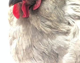 Chicken Crop Support Bra