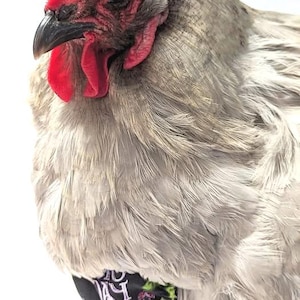 Chicken Crop Support Bra
