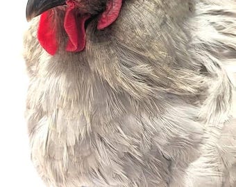 Chicken Crop Support Bra