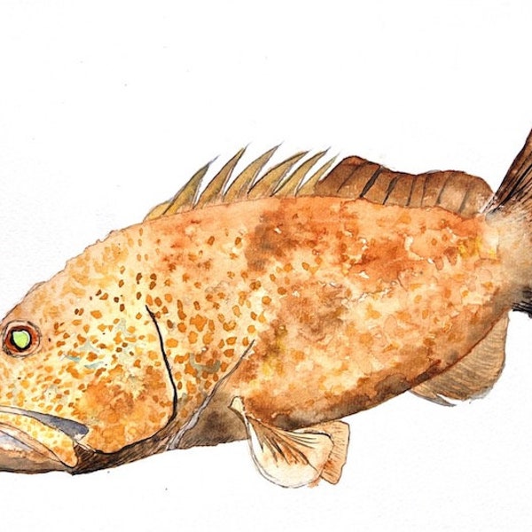 Grouper Giclée Print