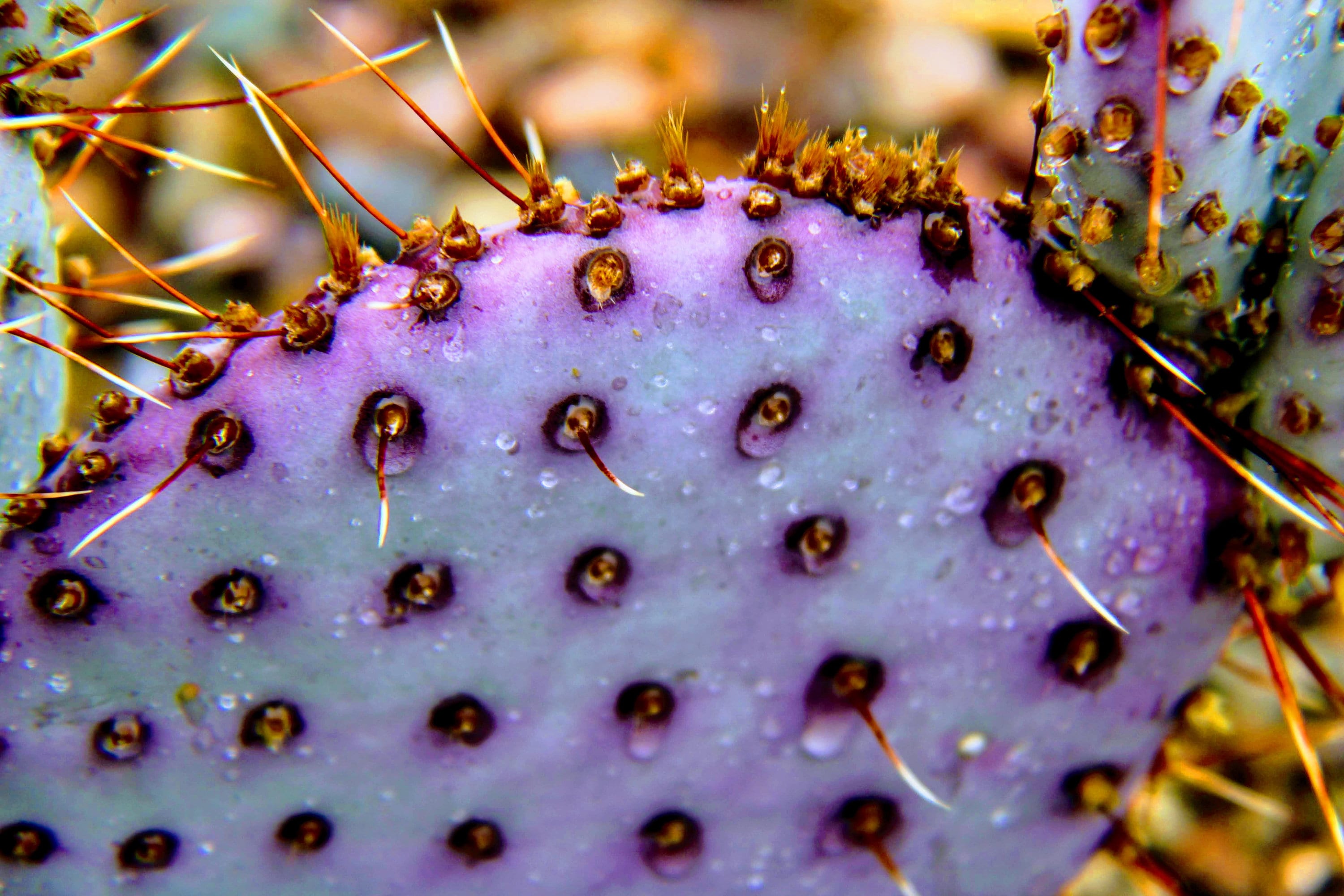Opuntia santa rita - Etsy 日本