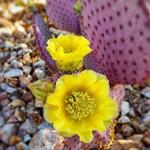Purple prickly pear cactus with yellow flower | Digital print | Wall Art, Gift