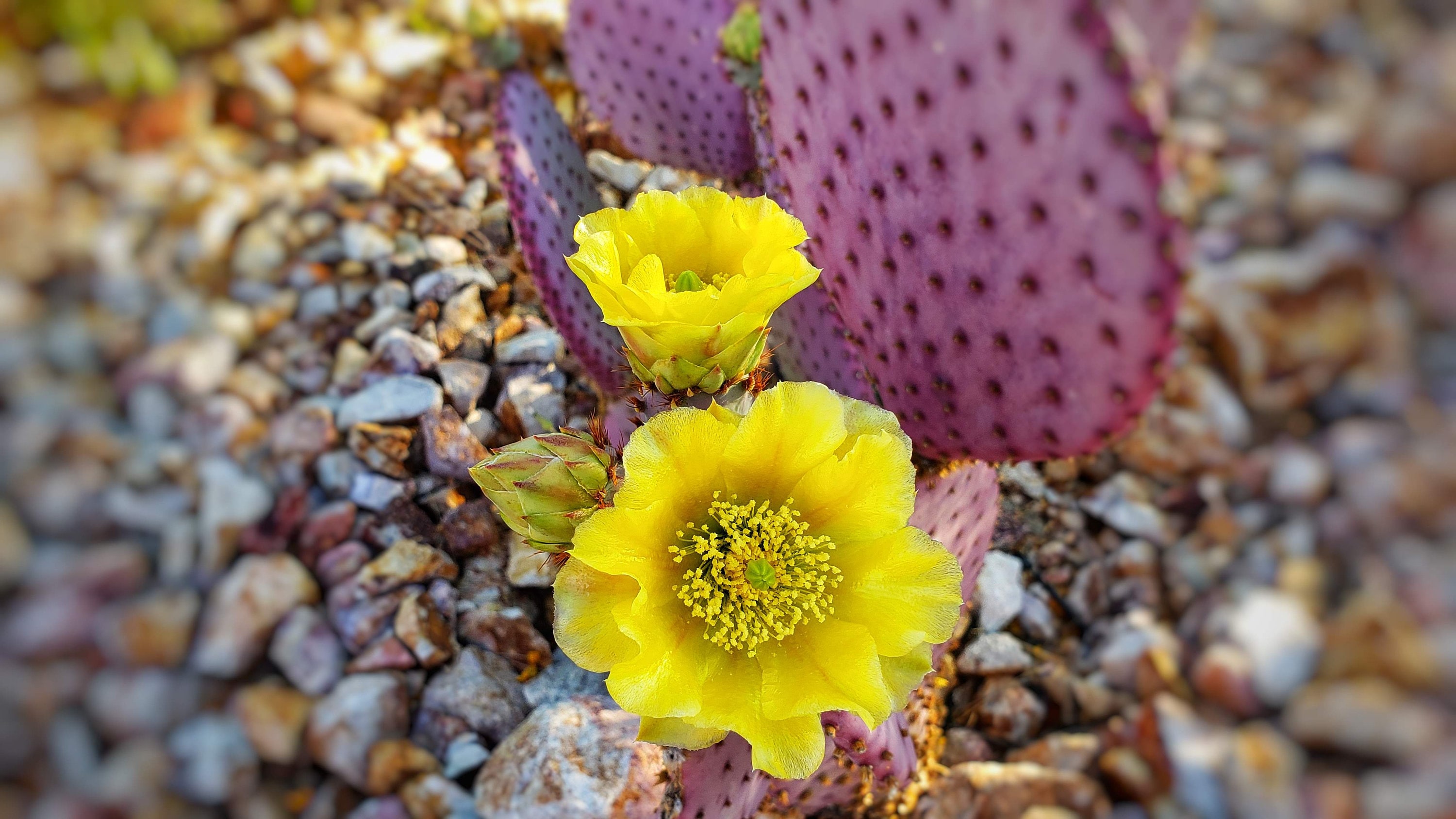 Opuntia santa rita - Etsy 日本