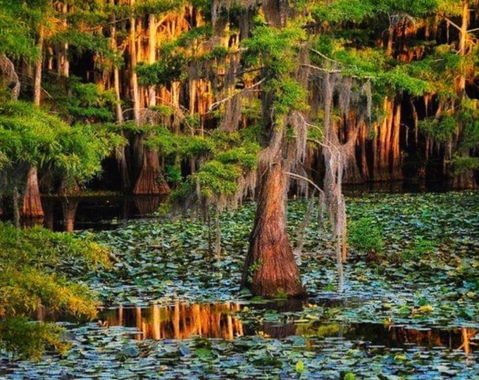 Caddo Lake Pictures