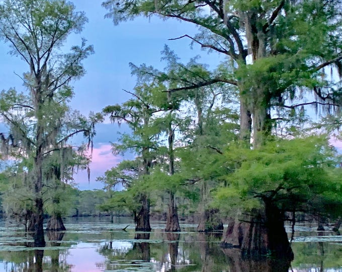Caddo Lake Cypress Trees Serene Landscape Photography Print