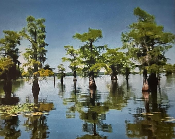 Caddo Lake Sunrise Photograph, Texas Swamp Scenery