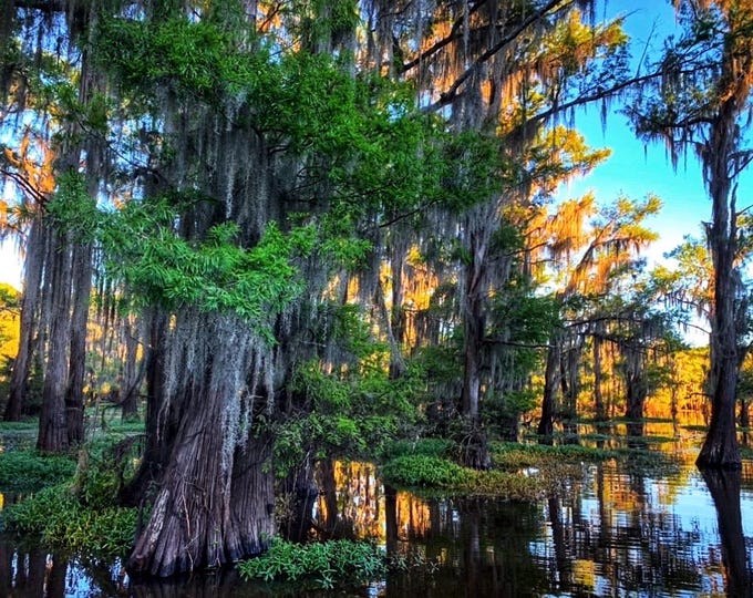 Caddo Lake Print | Cypress Trees, Mossy Landscape