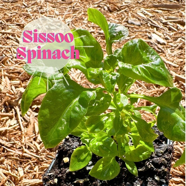 Sissoo spinach (Alternanthera sissoo) | rooted 4" pot