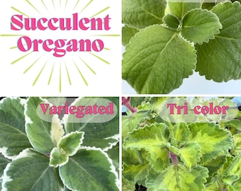 Cuban Oregano - Mexican Mint - Spanish Thyme (Plectranthus amboinicus) | rooted 4" pot