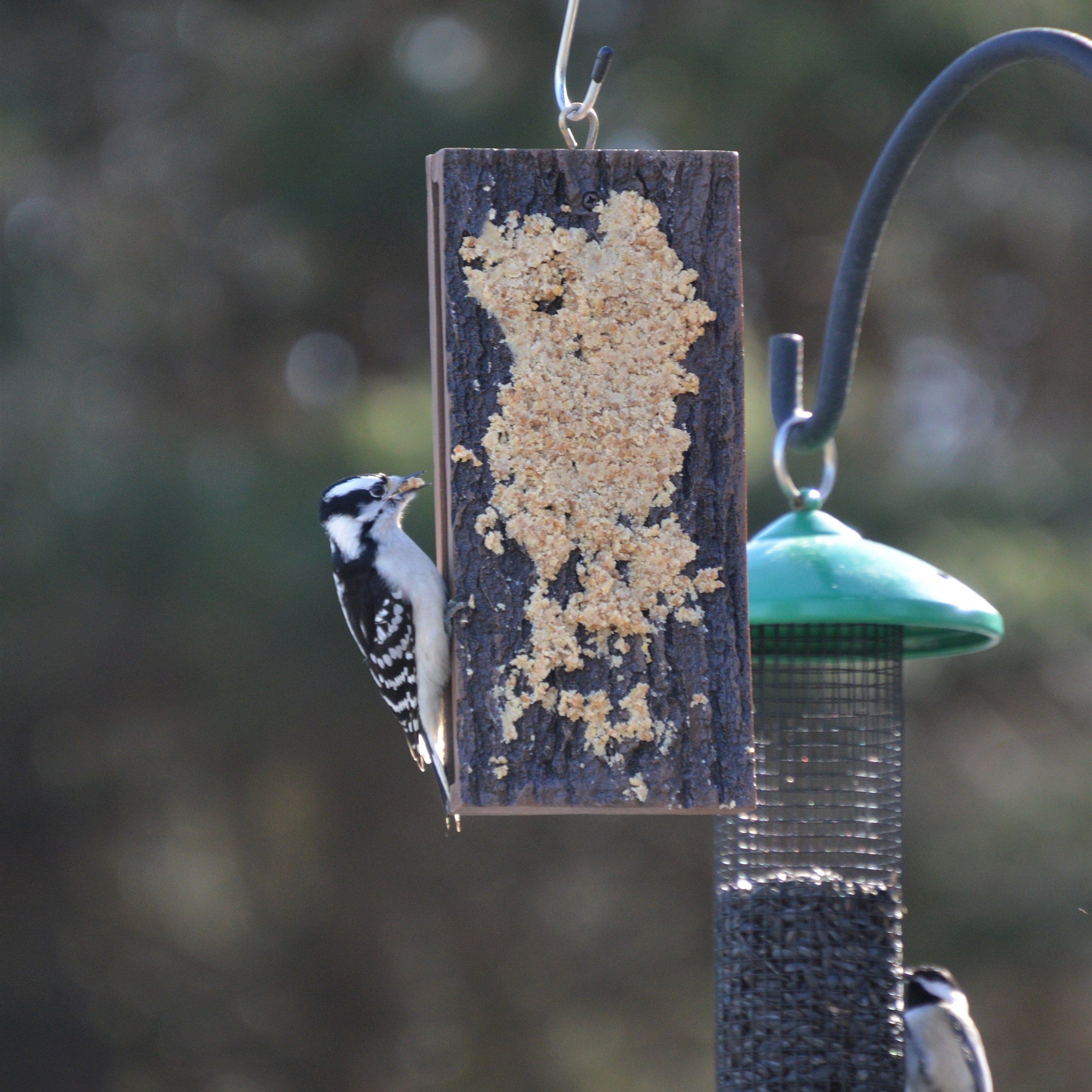 Spreadable Suet for Bird Feeding Homemade Fresh to Order, Easy and Fun