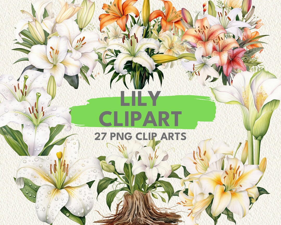 Lily Clipart Digital Printable Clipart Bundle in PNG Format Transparent ...