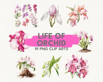 Life of Orchid, digital printable clip art graphics in PNG format transparent instant download for commercial use