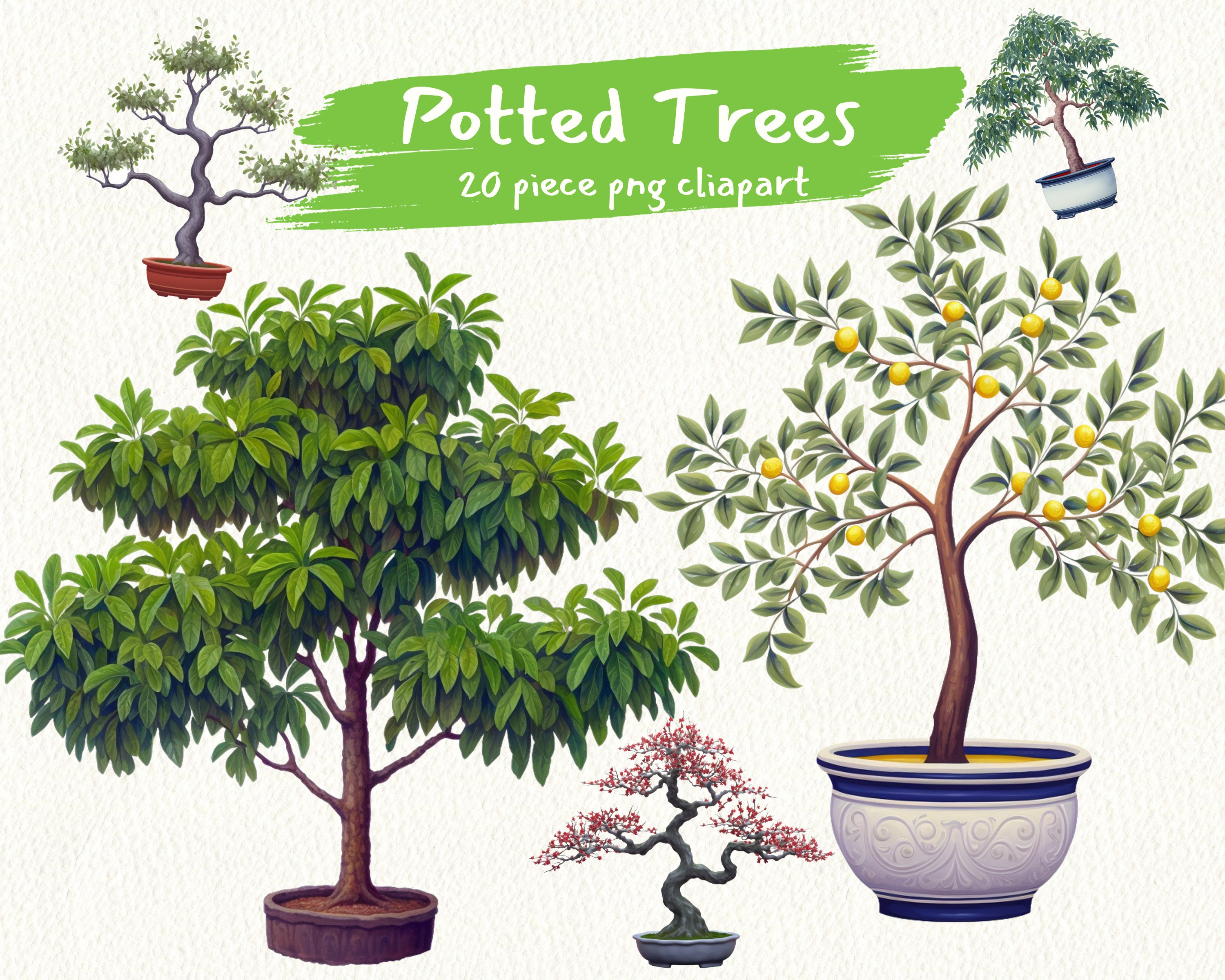 bonsai online sale Bonsai Special