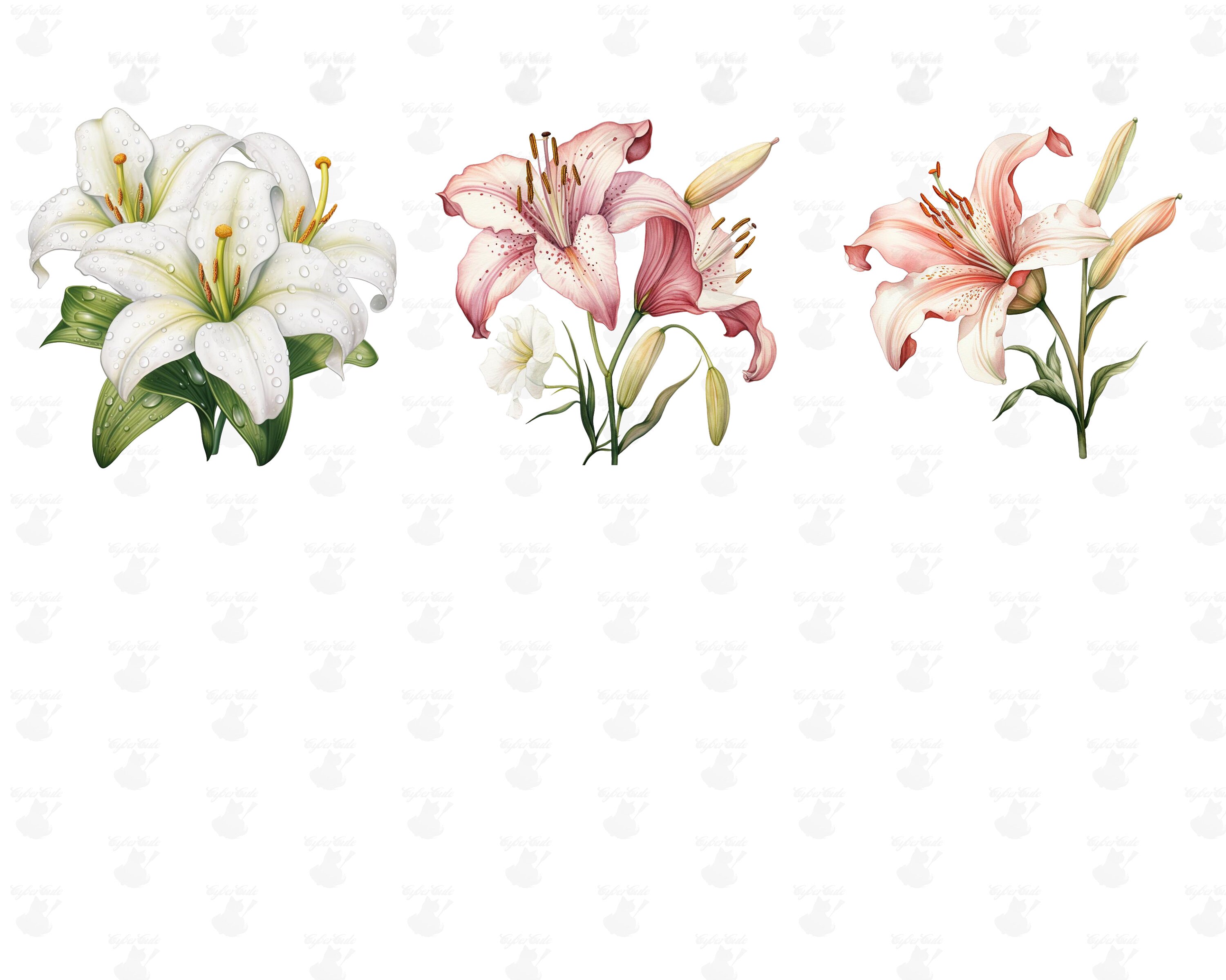Lily Clipart Digital Printable Clipart Bundle in PNG Format Transparent ...