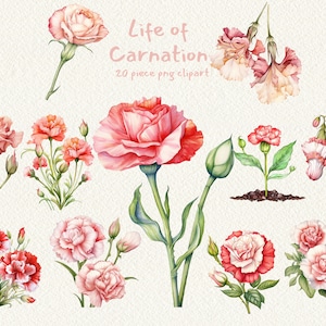 Life of Carnation, digital druckbare Clip-Art-Grafik im PNG-Format transparenter Sofort-Download für kommerzielle Nutzung, Blume, Karte, Wunsch
