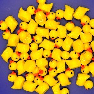 Cute miniature ducks