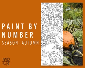 May include: Paint by number image of a pumpkin in a field. The image is divided in half, with the left side showing the numbered outline and the right side showing the completed image. The text "PAINT BY NUMBER" and "SEASON: AUTUMN" is at the top of the image.