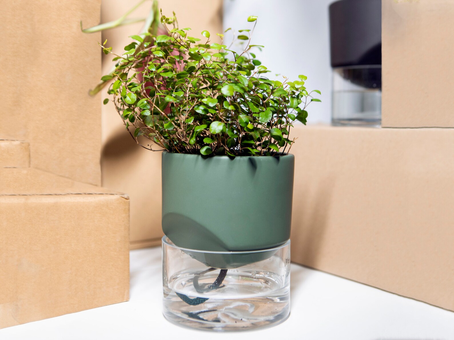 Kapi Small | Green - Etsy