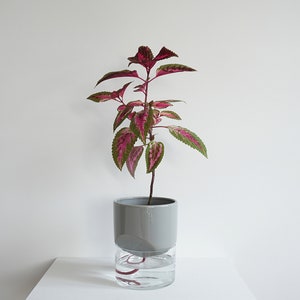 May include: A potted coleus plant with vibrant pink and green leaves. The plant sits in a gray ceramic pot, which is placed on top of a clear glass container filled with water. The background is a plain white surface.
