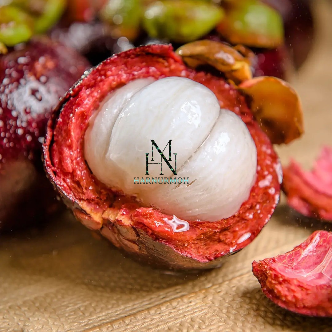 Grafted Fruit Mangosteen Tropical Fruit Tree garcinia Etsy