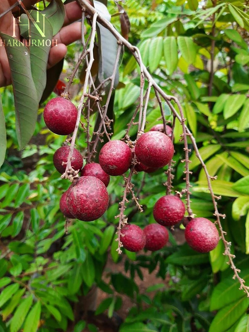 Grafted Fruit Red Ruby Longan dimocarpus Longan US Only Etsy