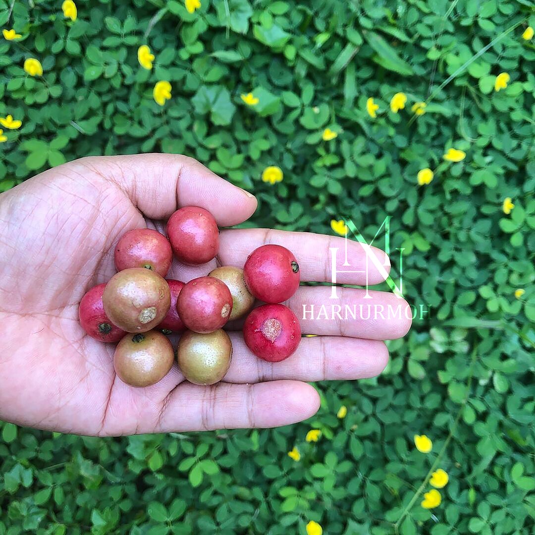 Jamaican Cherry muntingia Calabura Fruit Tree US Only Etsy