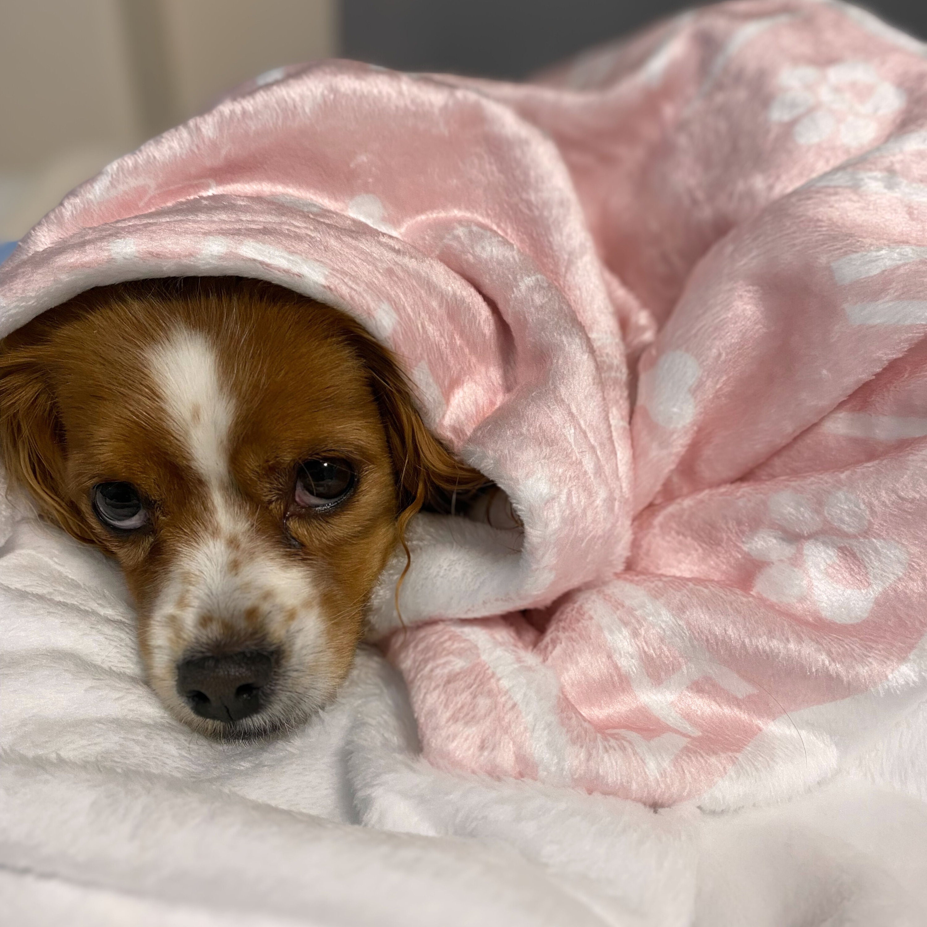 Puppy Scent Blanket Etsy