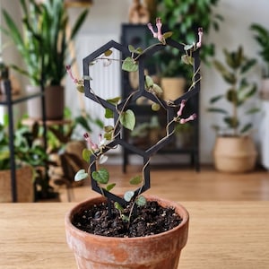 May include: A black metal plant trellis in a hexagonal design, supporting a climbing plant with small green leaves and pink flowers. The trellis is in a terracotta pot on a wooden table, with other plants in the background.